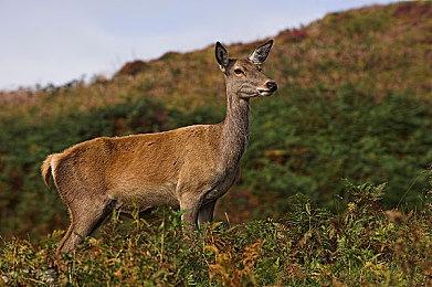 《人类：一败涂地2》跳票 2026年发售